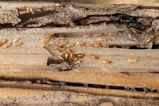Best Spider Control Near Me  in Kilmarnock, VA